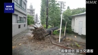 公園や道路での倒木 枝落下事故 約3年半で1700件余 国土交通省