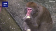 富山 動物たちの熱中症対策 氷に入ったにんじんなどプレゼント