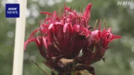 “10年に一度開花” ガイミアリリー 約40cmの花が咲く 名古屋