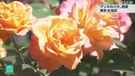 東京 杉並 中学校で「アンネのバラ」が色鮮やかな花を咲かせる