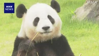 和歌山 中国に返還のパンダ 屋外展示が最終日で多くの観光客