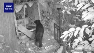 神奈川 伊勢原 大山ケーブルカーの駅の近くでクマの姿を確認