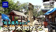 京都 坂本龍馬の逸話が伝わるご神木倒れる