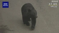 クマ被害“特例的に市街地でも猟銃の使用可” 改正法が成立
