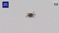 マダニ媒介の感染症 SFTS「命に関わる危険」獣医師が呼びかけ