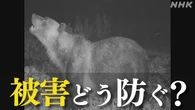 クマ 市街地への出没相次ぐ 理由は？被害どう防ぐ？【Q＆A】