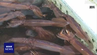 スルメイカ 夏以降に漁場に来る量 低水準の見通し