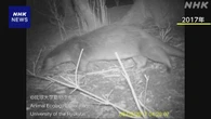 長崎 対馬 ユーラシアカワウソ生息の痕跡発見 高知大グループ