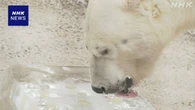 北海道 旭山動物園 ホッキョクグマなどに大きな氷をプレゼント