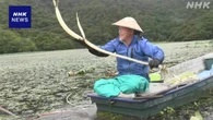 山形 鶴岡 ラムサール条約に登録の池でレンコンの収穫始まる