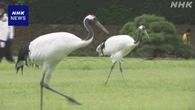 岡山 後楽園 特別天然記念物のタンチョウ 園内散策