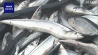 サンマ “予想以上の水揚げ” 受け入れ追いつかず漁獲量を調整