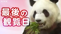 和歌山 白浜町のパンダ4頭 あす中国へ返還 最後の観覧日