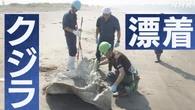 海岸に打ち上げられたクジラ4頭を研究機関が調査 生態系確認へ