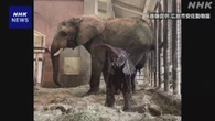 広島 安佐動物公園 マルミミゾウの赤ちゃん誕生 国内初の出産
