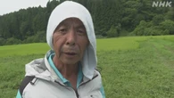水不足 一部で稲が枯れ始める ジャガイモの生育にも影響