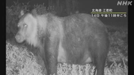 【動画】北海道 江差町 ヒグマによる食害か スイカ食い荒らす