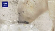 北海道 旭山動物園 ホッキョクグマに大きな氷のプレゼント