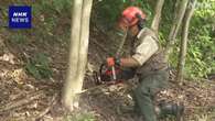 クマの餌となるクルミの木を市街地で伐採 札幌