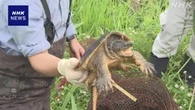 千葉 印旛沼周辺でカミツキガメが多数生息 県が捕獲作業開始