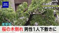 【速報 動画】京都 産寧坂で桜の木倒れ 男性1人が下敷き