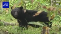 クマ出没 市街地などで猟銃使用めぐりガイドライン公表 環境省