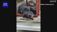 山形 上山 住宅の庭にクマ 2時間余とどまり捕獲 けが人なし