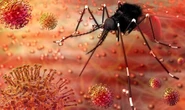 Zika outbreak declared: Emergency team formed as virus ‘spreading rapidly’ – cases soar