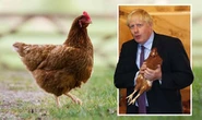 Brexit Britain to outflank bird flu as EU red tape slashed to create chicken immunity