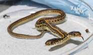 Double trouble: Nebraskan man finds rare two-headed snake — a one in 100,000 mutation