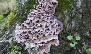 Mushroom hunter infected by killer plant fungus in world-first case baffling doctors