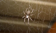 Spider season: Expert warns thousands of creepy crawlies invading UK homes: 'Can nip!'
