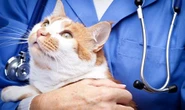 Cats are falling ill with life-threatening stress as owners spend longer at home