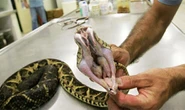 Covid breakthrough as deadly Brazilian snake venom 75% effective in stopping virus