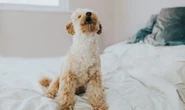 Dog secret unmasked: What your pet's bark really means – and how to get them to stop