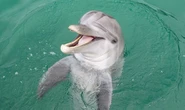 Scientists astounded after dolphins living off coast of Wales develop ‘Welsh accent'