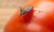 UK faces 'significant threat' to food production as crop-killing superbugs discovered