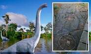 Palaeontologists stunned after discovering footprints from ‘world’s largest’ dinosaur