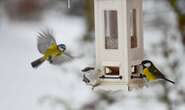 Putting food out for small birds helps them fight wintertime infections