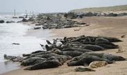 London: Thriving population of 3,500 seals found living in Thames delight scientists