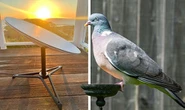 Elon Musk's Starlink faces outage in UK as pigeons mistake satellite dishes for bird baths