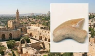 Palaeontologists baffled by a mystery hoard of shark teeth found in ancient Jerusalem