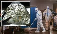 India outbreak fears: 'Killer' fish deployed to fight deadly disease as 10,000 infected