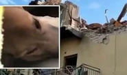 Dog found alive 30 hours after building collapse in Italy that killed four-year-old