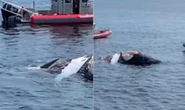 'Oh my god!' Great white shark 'feasts' on humpback whale in view of shrieking tourists