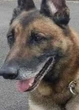 Family mourn tragic death of brave police dog killed in action- ‘He died a hero’