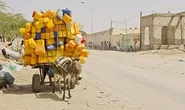 Heartbreaking pictures show plight of working donkeys in sweltering Saharan city