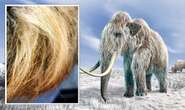 Mammoths grew woolier to cope with the ice age, new research reveals