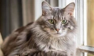 Family stunned when cat they thought they had cremated arrives home ‘It’s a miracle!’