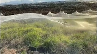Invasion de souris et d’araignées en Australie : phobiques, ne regardez pas cette vidéo !